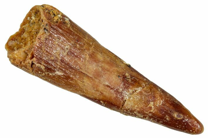 Fossil Pterosaur (Siroccopteryx) Tooth - Morocco #274251